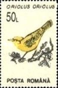 Golden Oriole (Oriolus oriolus)