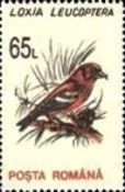 Two-barred Crossbill (Loxia leucoptera)