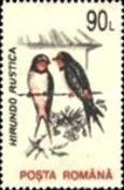 Barn Swallow (Hirundo rustica)