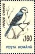 Azure Tit (Parus cyanus)