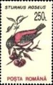 Rosy Starling (Sturnus roseus)