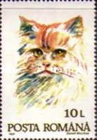 Domestic Cat (Felis silvestris catus)