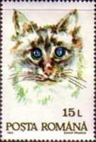 Domestic Cat (Felis silvestris catus)