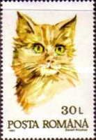 Domestic Cat (Felis silvestris catus)