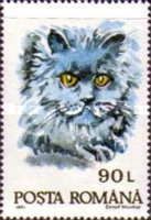 Domestic Cat (Felis silvestris catus)