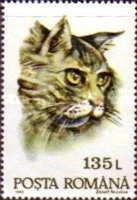 Domestic Cat (Felis silvestris catus)