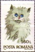 Domestic Cat (Felis silvestris catus)