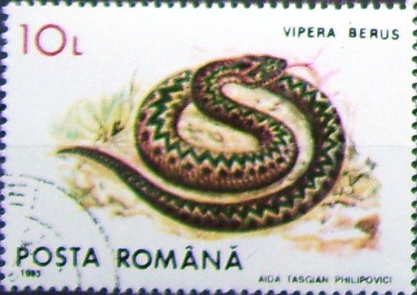 Adder (Vipera berus)