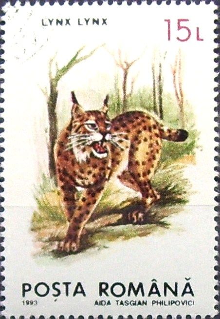 Eurasian Lynx (Lynx lynx)