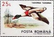 Common Shelduck (Tadorna tadorna)