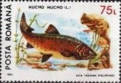 Danube Salmon (Hucho hucho)
