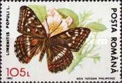 Poplar Admiral (Limenitis populi)