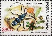 Alpine longhorn beetle (Rosalia alpina)