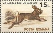 European Rabbit (Oryctolagus cuniculus)