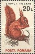 Eurasian Red Squirrel (Sciurus vulgaris)