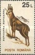 Chamois (Rupicapra rupicapra)