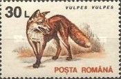 Red Fox (Vulpes vulpes)