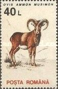 Mouflon (Ovis ammon musimon)