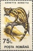 Common Genet (Genetta genetta)