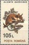 European Garden Dormouse (Eliomys quercinus)