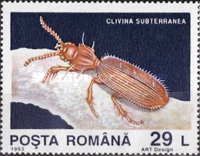 Ground Beetle (Clivina subterranea)