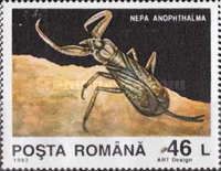 Stygobiotic Waterscorpion (Nepa anophthalma)