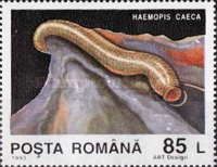 Leech (Haemopis caeca)