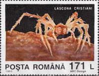 Cave Spider (Lascona cristiani)