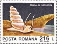 Brackish Water Snail (Semisalsa dobrogica)
