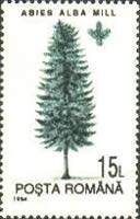 European Silver Fir (Abies alba)