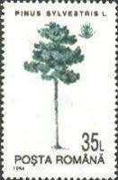 Scots Pine (Pinus sylvestris)