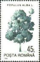 White Poplar (Populus alba)