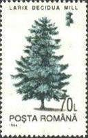 European Larch (Larix decidua)