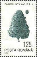 Common Beech (Fagus sylvatica)