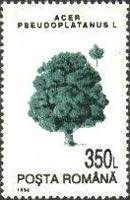 Great Maple (Acer pseudoplatanus)