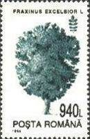 Common Ash (Fraxinus excelsior)