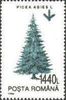 Common Spruce (Picea abies)
