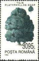 Large Leaved Lime (Tilia platyphyllos)
