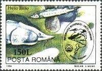 Danube Salmon (Huso huso)