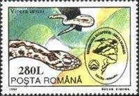 Meadow Viper (Vipera ursini)