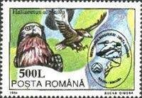White-tailed Eagle (Haliaeetus albicilla)