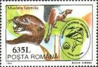 European Mink (Mustela lutreola)