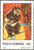 Balancing Brown Bear (Ursus arctos)