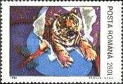 Tiger (Panthera tigris)