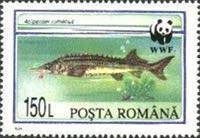 Sterlet (Acipenser ruthenus)
