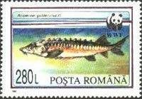 Russian Sturgeon (Acipenser güldenstaedti)