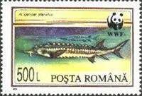 Starry Sturgeon (Acipenser stellatus)