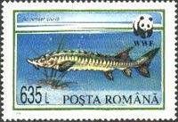 Baltic Sturgeon (Acipenser sturio)