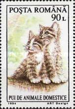 Kittens (Felis silvestris catus)