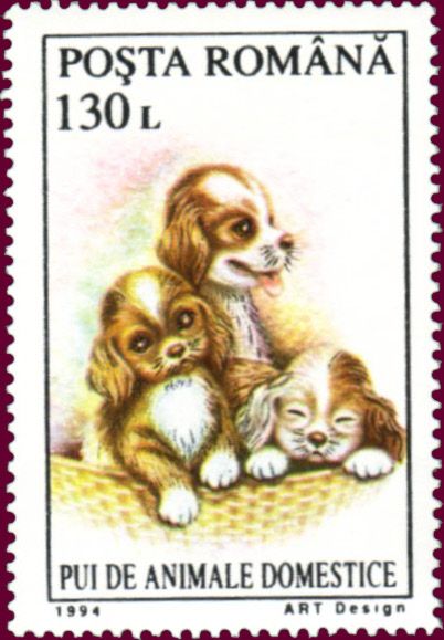 Puppies (Canis lupus familiaris)